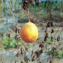 하늘타리 이미지