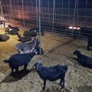 어미들 농장 이미지