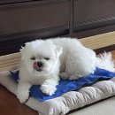 비동스테이민박 | 경상도 경주 &#39;가족&#39;단위 애견동반숙소(풀빌라/독채) 리스트 1탄