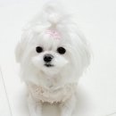 닥터펫푸드 | 말티즈 피부사료 유목민이 선택한 닥터독 하이포알러제닉사료 급여후기