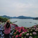 송이도선착장입구게시대 | 고흥 쑥섬, 아름다운 수국이 있는 섬정원 한 바퀴(6/18 개화 상황, 주말 배편, 준비물과 팁)