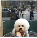 진접애견미용 이미지