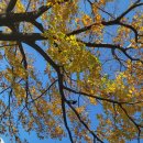 맥도날드초읍DT점 이미지