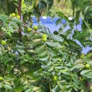 대현농장 이미지