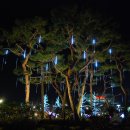 유림공원 야간국화축제 이미지