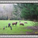 파라다이스 벨리 / 松花 김윤자 이미지