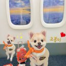 알로하펫 이미지