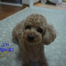 개수작 이미지