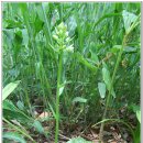 난초목장 이미지