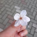 센트로렌트카 이미지