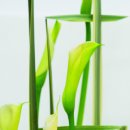 플로라제이 이미지