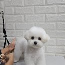 언니네 펫 이미지