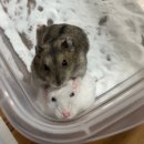 서초대로33길 67 | 주간일기 (11/28~12/4) :: 청계어시장, 꾸왁칼국수, 계림닭도리탕, 가로수길우와, F45, 제부도경하네...