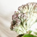 춘봉농장 이미지