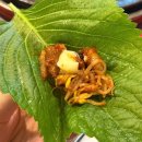 [노원 맛집] 신화쭈꾸미 노원본점 쭈삼 셀프볶음밥 노원 야장 추천 내돈내산 후기