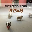 마인드몽 유치원 | 동탄 애견유치원 마인드몽, 10년 이상 전문가의 사회성 훈련까지 (ft. 개별룸 애견호텔까지)