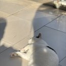 신림종합동물병원 이미지