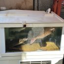 토모루 | [대구 동성로맛집] 토모루스시 방문 후기