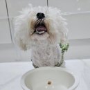 지림 이미지