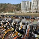 전남순천의료원 | 전남 가볼만한곳 순천벚꽃명소 데이트코스 추천 자전거 무료대여 (온누리자전거)