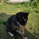 다섯마리 하우스 이미지