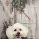 안나 펫 살롱 이미지