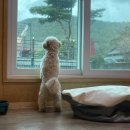 보령애견동반펜션 피노비스타 이미지