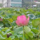 삼학센터-48 | 자애명상을 해 보았더니, 재가안거 45일차