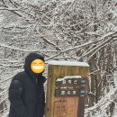 한국진돗개육종연구소 이미지