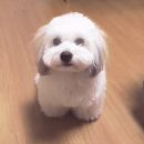 댕댕이라이프 이미지