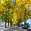 곡교천 은행나무길 | 💛 2025년 11월 10일 월요일, 내돈내산 아산 곡교천 은행나무길 후기