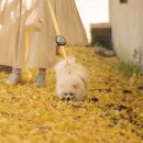 의동마을 이미지