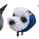 아산동물의료센터 이미지