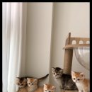 조이퍼피강아지분양
