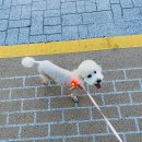 아미고펫 네이버블로그