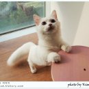 핀아 이미지