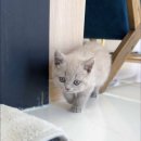 캣스토리 이미지