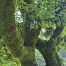오래된 나무 (통도샤) 이미지