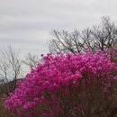 청도자연휴양림 이미지