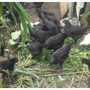 사내골농장 이미지