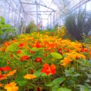 원주허브팜식물박물관 이미지