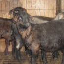 박종봉농장 이미지