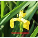 복향