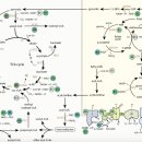 Re:Re:Mito-Nuclear Communication by Mitochondrial Metabolites and Its Regulation by B-Vitamins 이미지