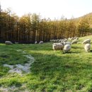 한국목장 이미지