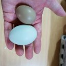 고센농장 이미지