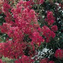 Perennial in My Garden: flower trees-2/ 내정원의 다년생 꽃나무들-2 이미지