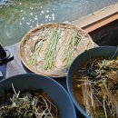 백운메밀
