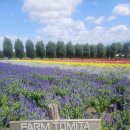 미류네 농장 | 샷포로 팜토미타 라벤더 비에이 후라노 투어
