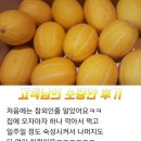 금향 Daum카페